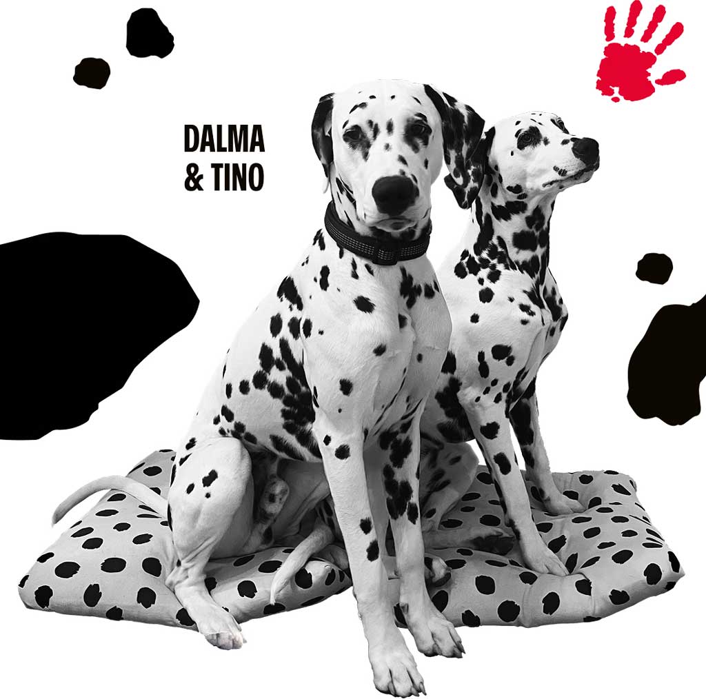 dalmatinski pas